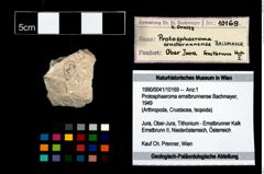 Foto (Objekt + Etikett) von Protosphaeroma ernstbrunnense (Bachmayer, 1949)  (NHMW-GEO-1990-0041-10169)